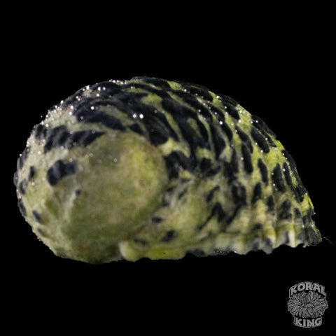 Nerite Snail