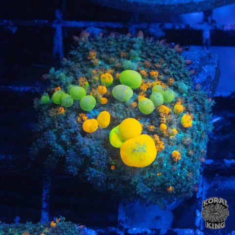 OG Bounce Mushroom Frags