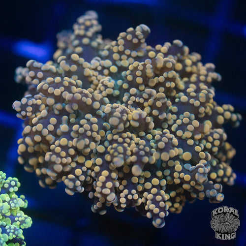 Orange Frogspawn