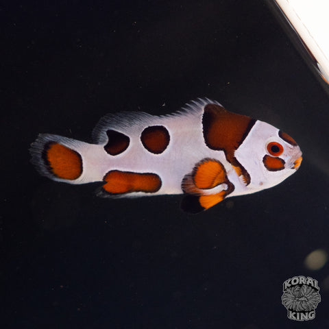 Orange Storm Clownfish