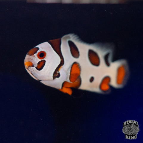 Orange Storm Clownfish