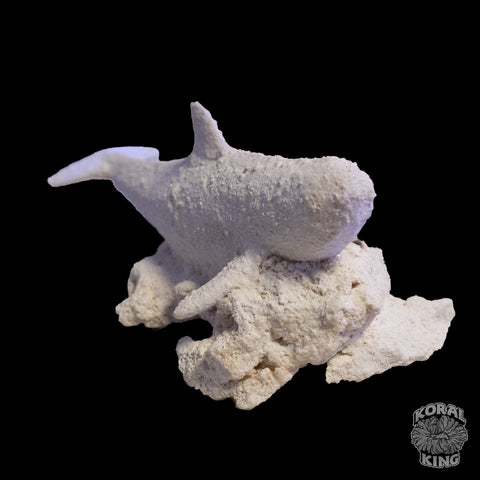 Orca Rock Decor