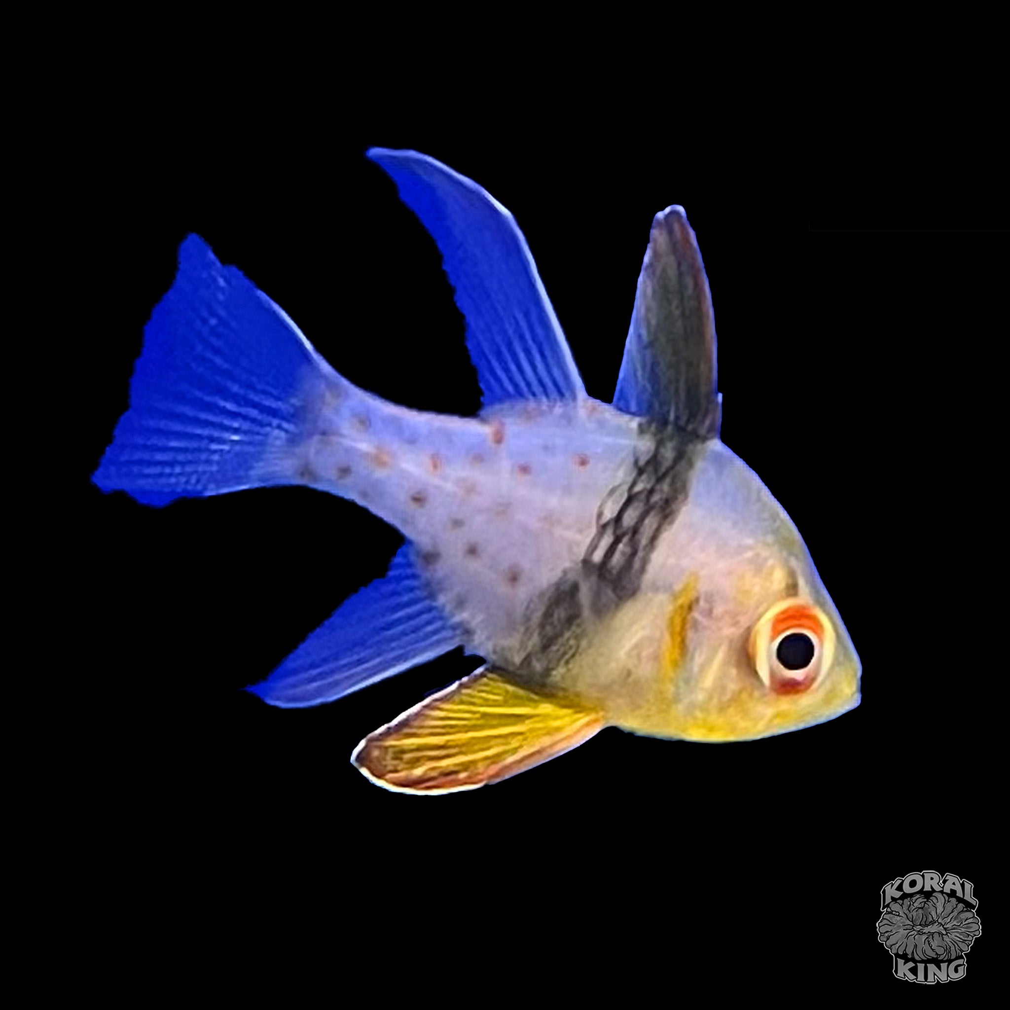 Cardinalfish De Pijama Sphaeramia Nematoptera Pajama Cardinalfish