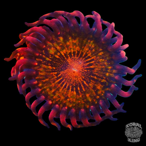 Pandora Zoa