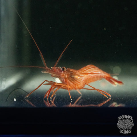 Peppermint Shrimp