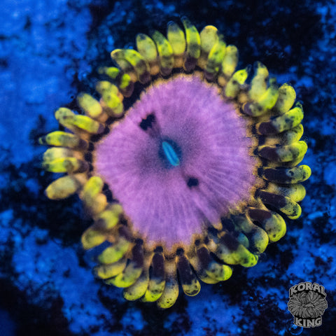 Pink Diamond Zoa