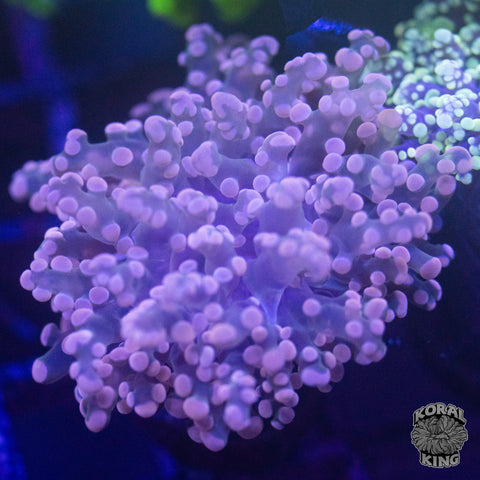 Pink Frogspawn
