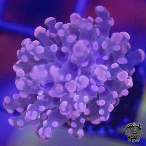 Pink Frogspawn