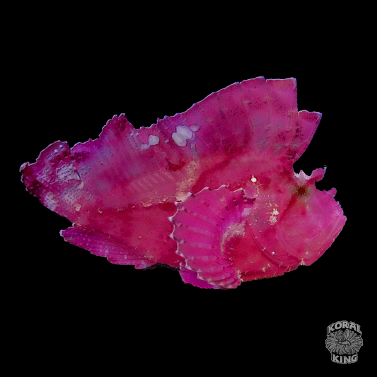 Pink Leaf Scorpionfish