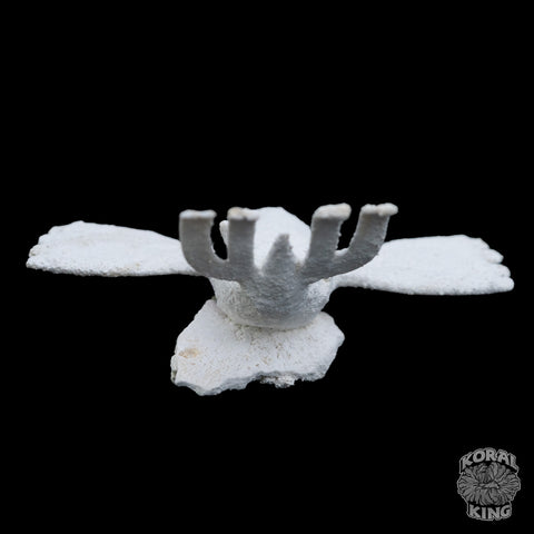Kyogre Rock Decor