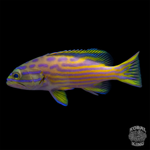 Polleni Harlequin Grouper