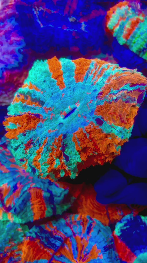 Skittles Rainbow Acantho (BRIGHT)