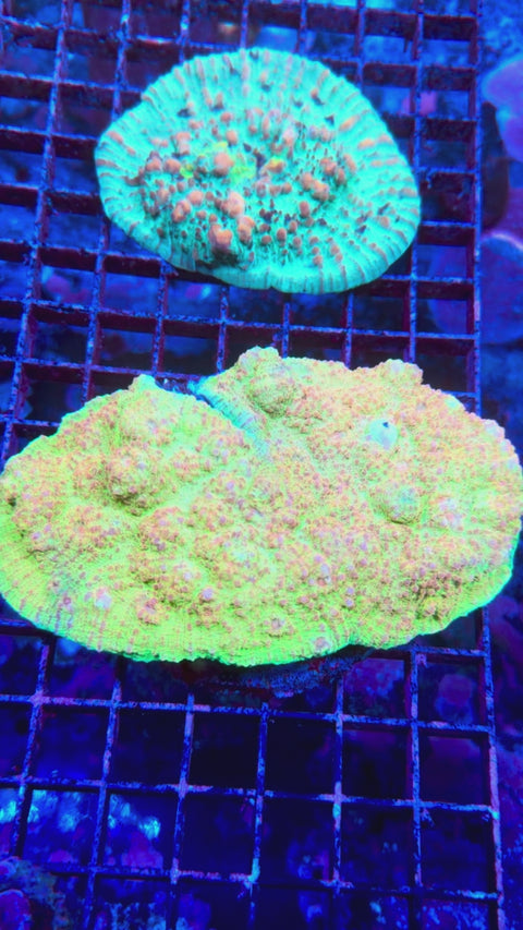 Grafted Chalice Colony