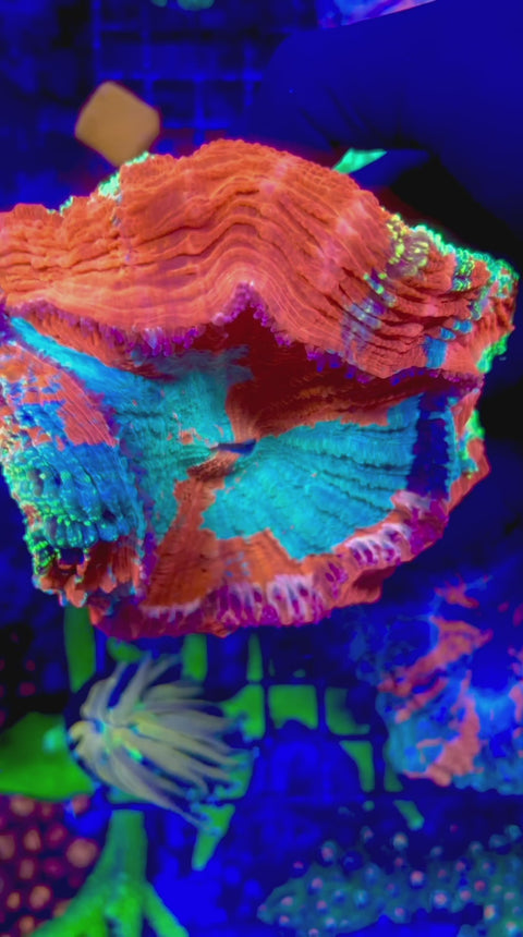 Ultra Rainbow Acantho