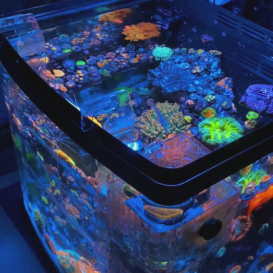 Koral King Mystery Box with Corals