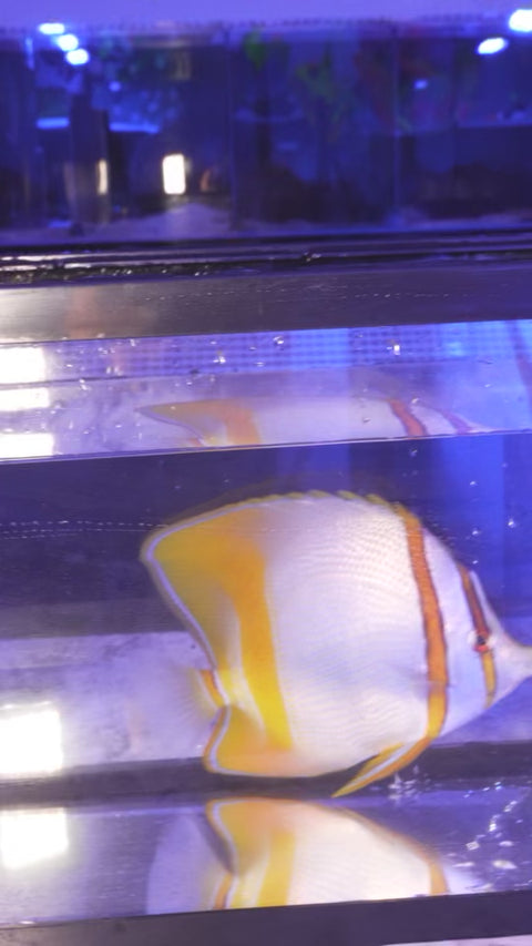 Marginalis Butterflyfish (XL)