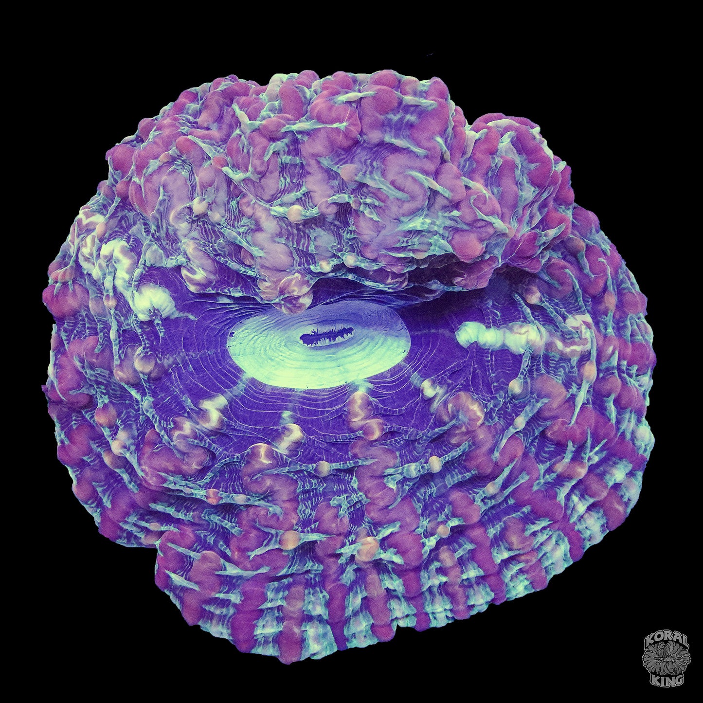 Purple Haze Indophyllia - Koral King