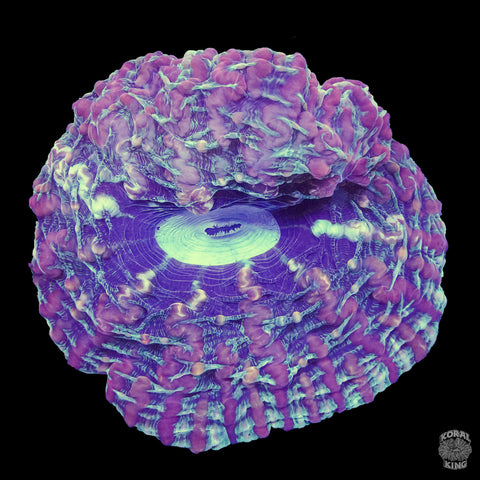Purple Haze Indophyllia - Koral King