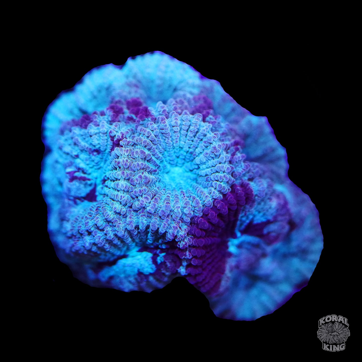 Purple Sky Favia - Koral King