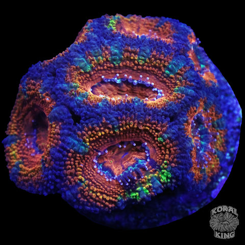 Rainbow Aussie Lord Colony