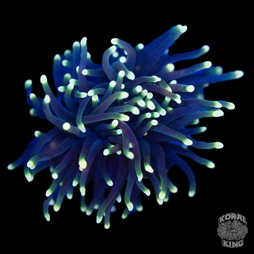 Yellow Tip Rasha Torch Coral