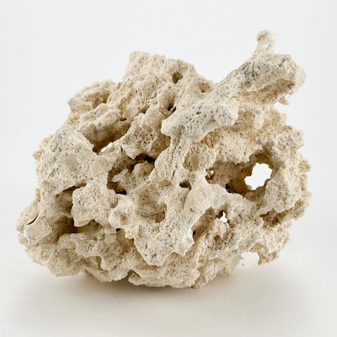 Reef Saver Rock