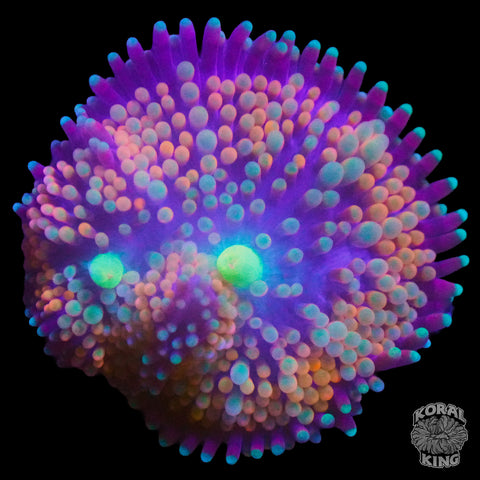 Ricordea Mushroom (WYSIWYG)