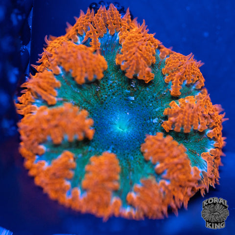 Rock Flower