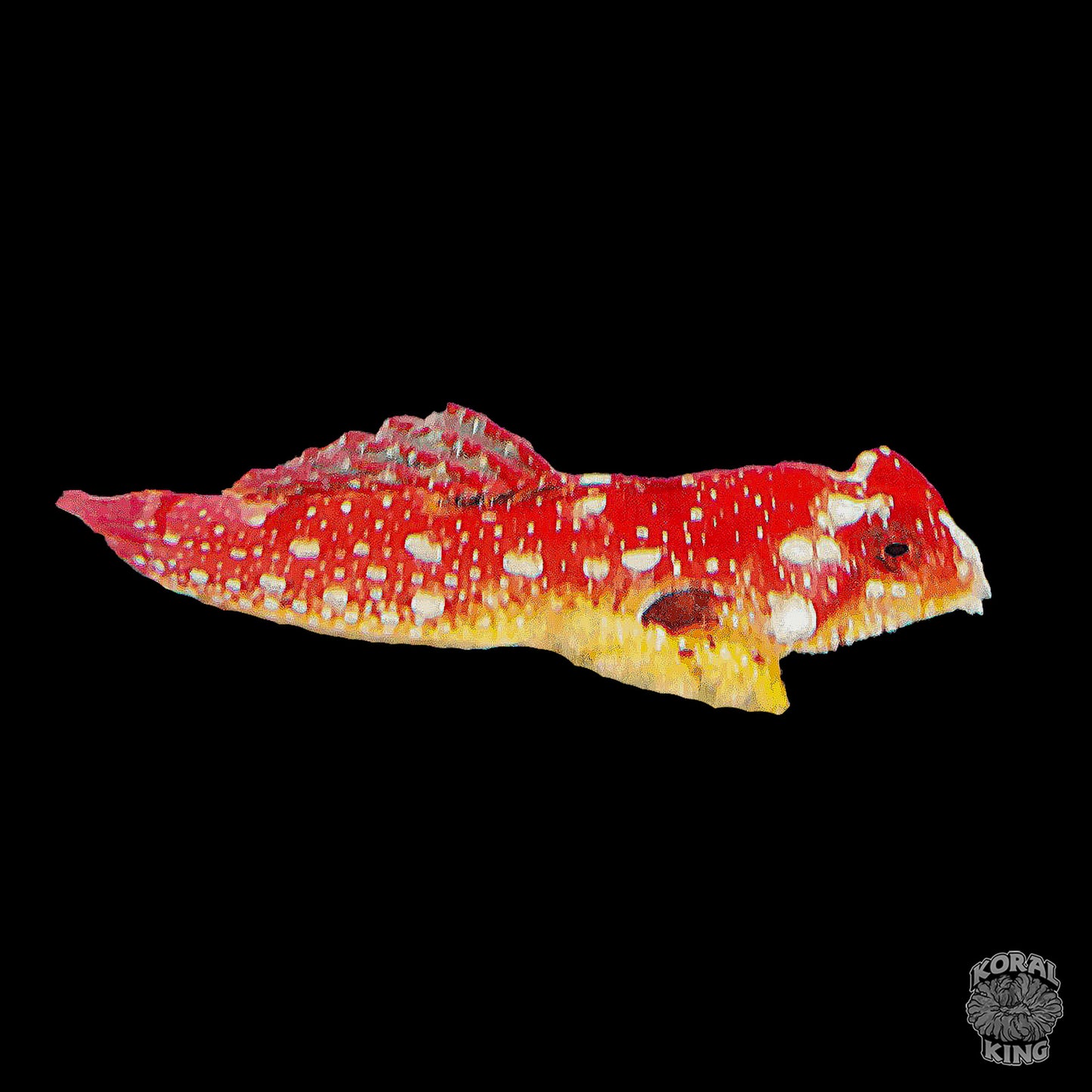 Ruby Red Dragonet Mandarin - Koral King