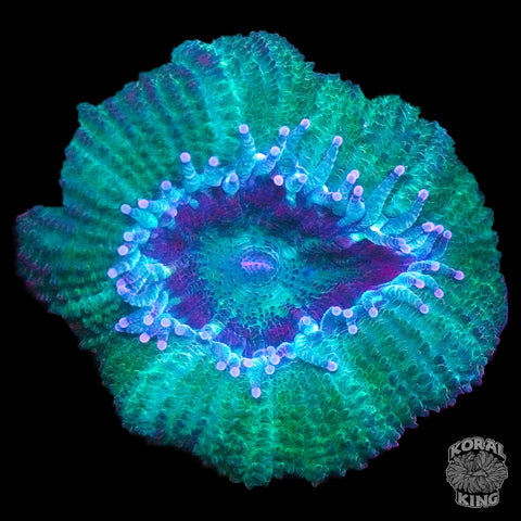 Sage Delight Aussie Lord (Auction)