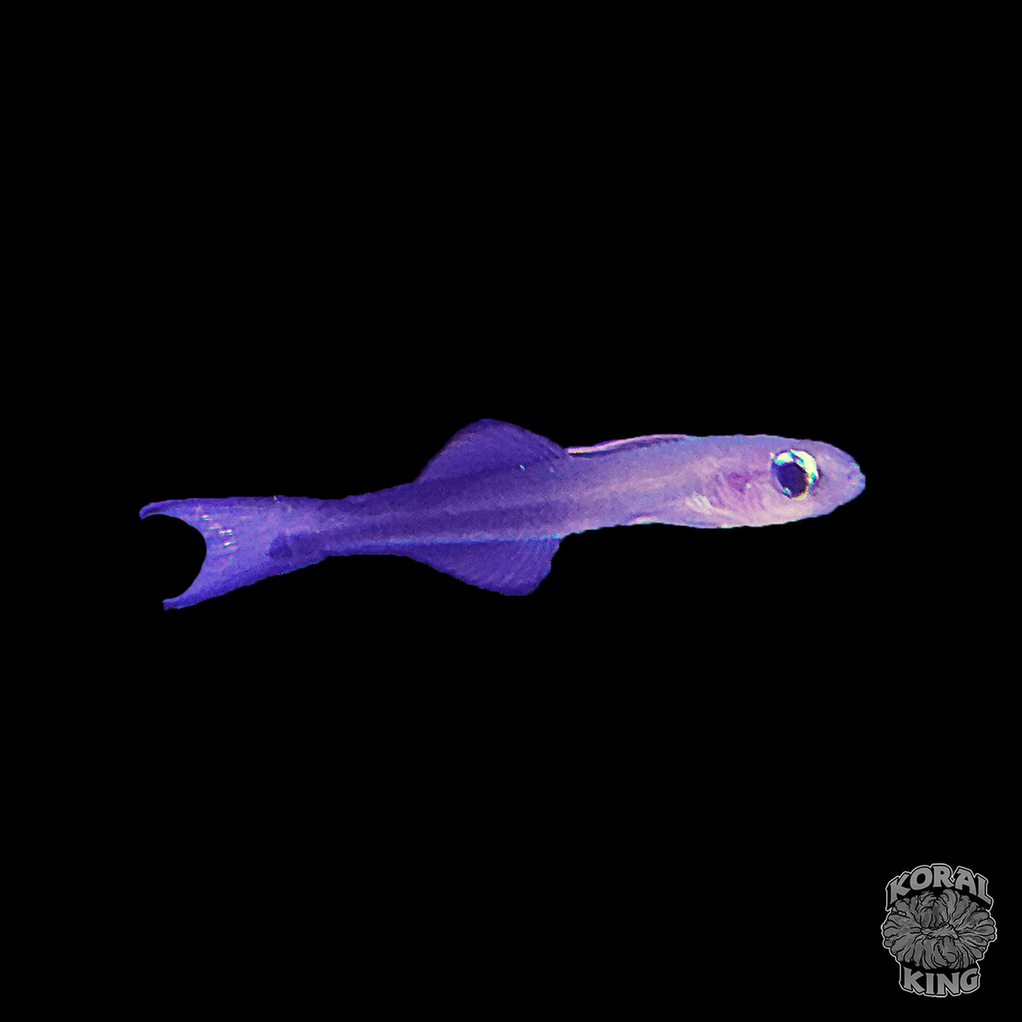 Scissortail Goby - Koral King