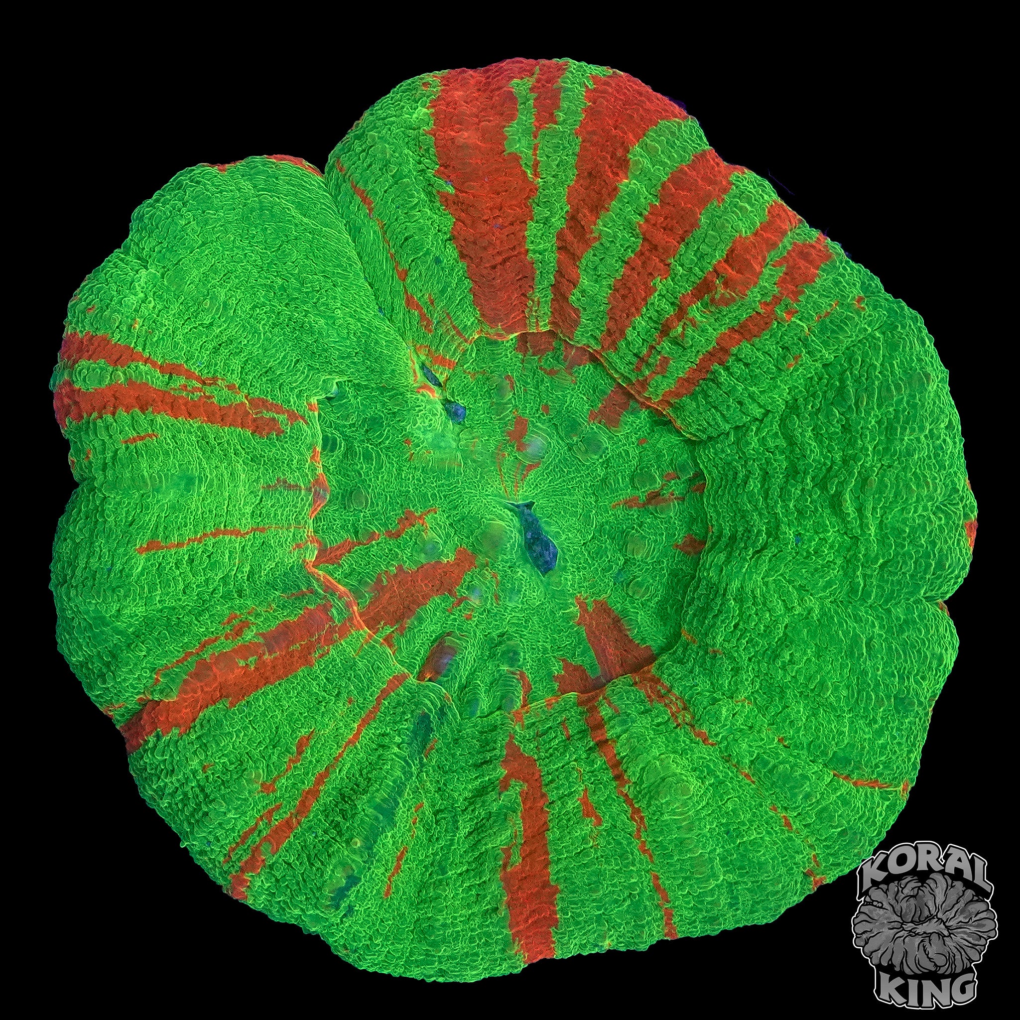 Trickling Bleeding Apple Scoly – Koral King