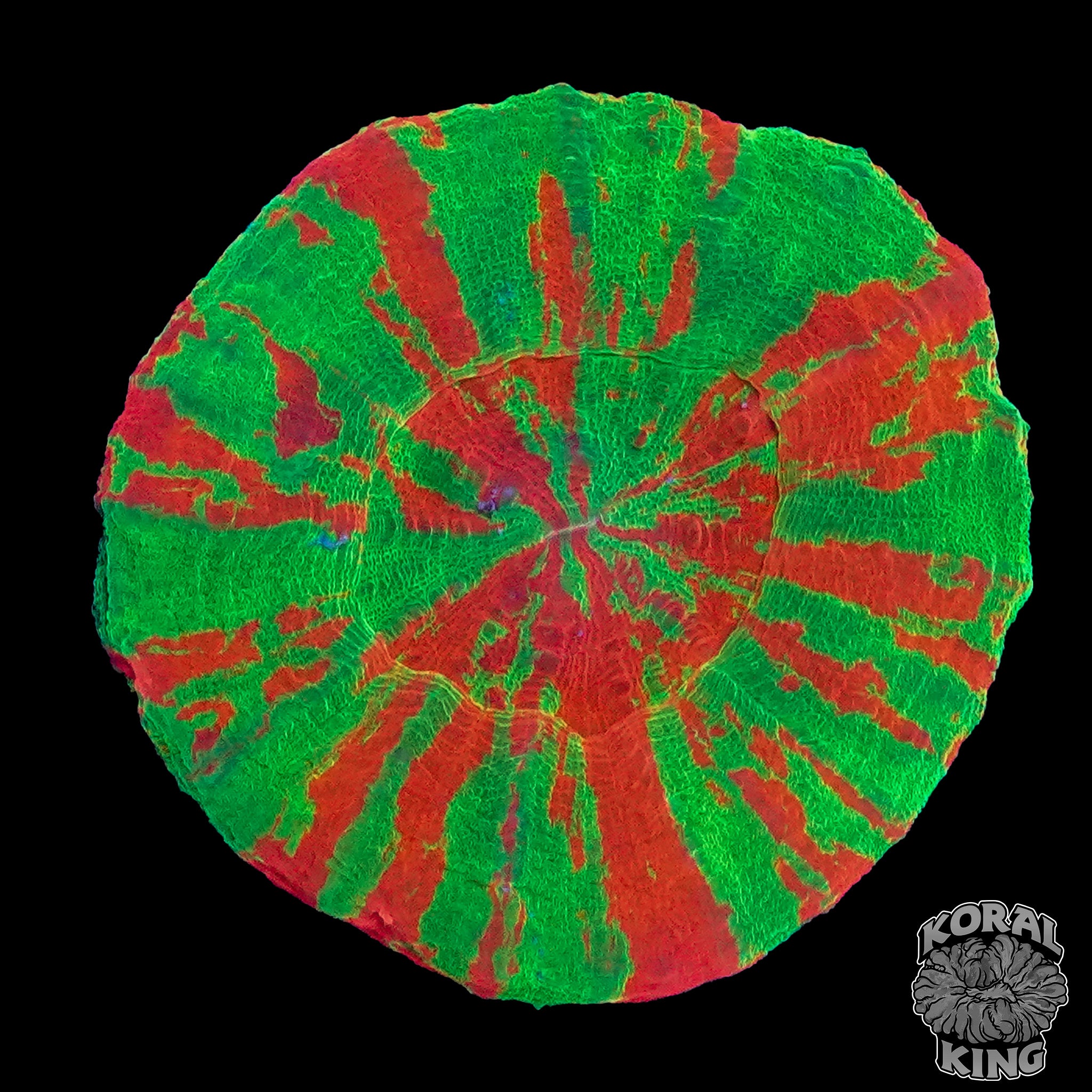 Volcanic Bloom Bleeding Apple Scoly – Koral King