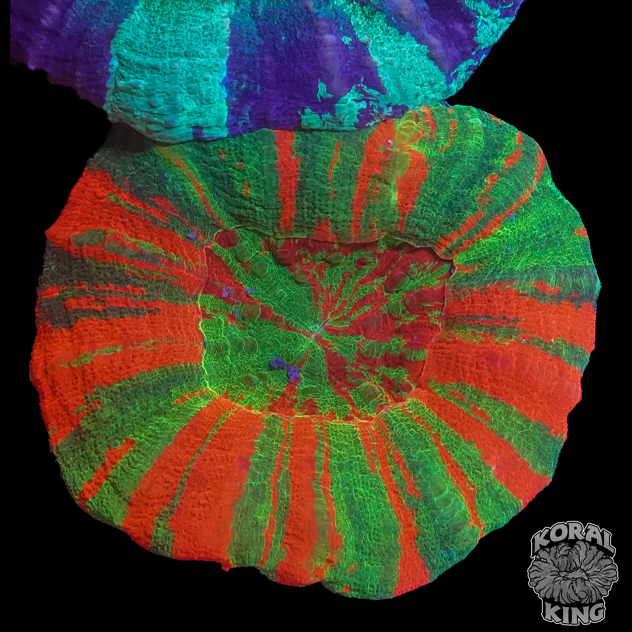 Jungle Fire Bleeding Apple Scoly – Koral King