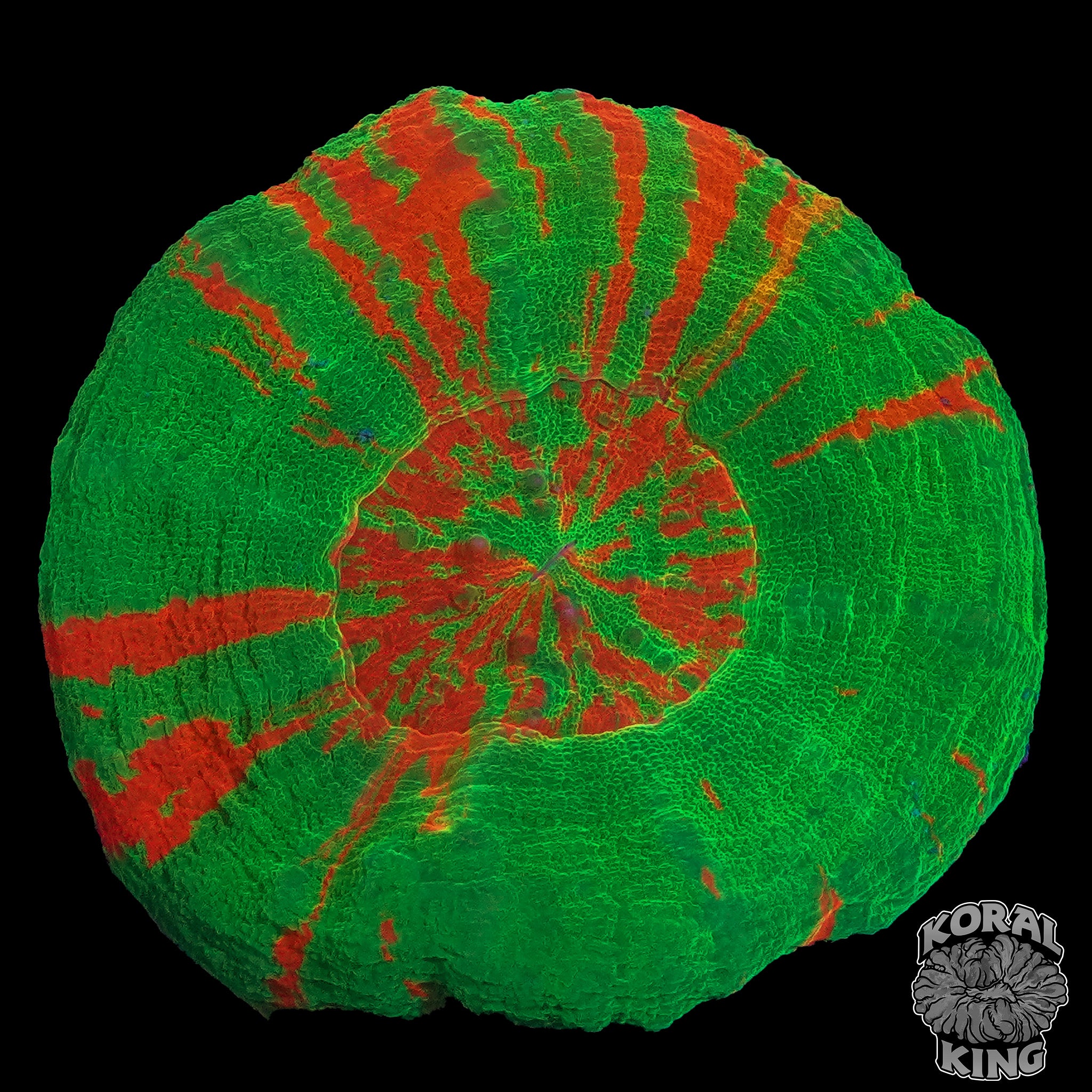 Bleeding Apple Scoly – Koral King