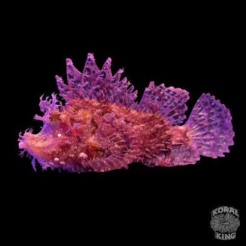 Purple Rhinopias