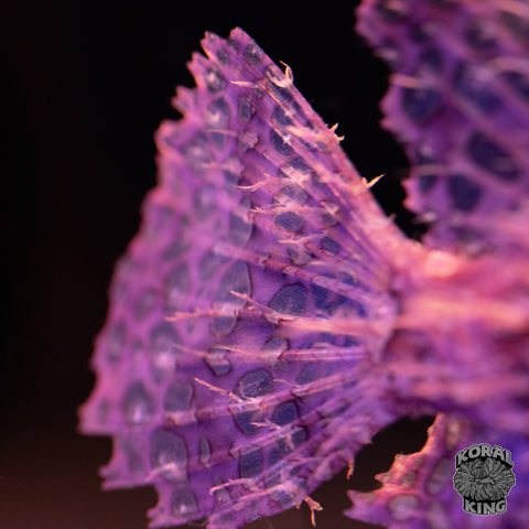 Purple Rhinopias