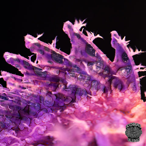 Purple Rhinopias