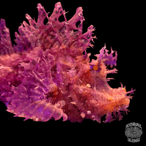 Purple Rhinopias