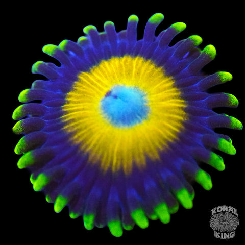 Scrambled Eggs Zoa (Auction)