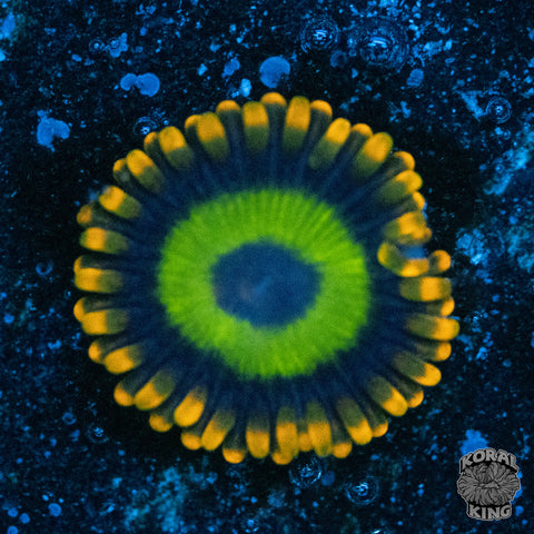Scrambled Eggs Zoa