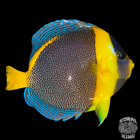 Scribbled Angelfish