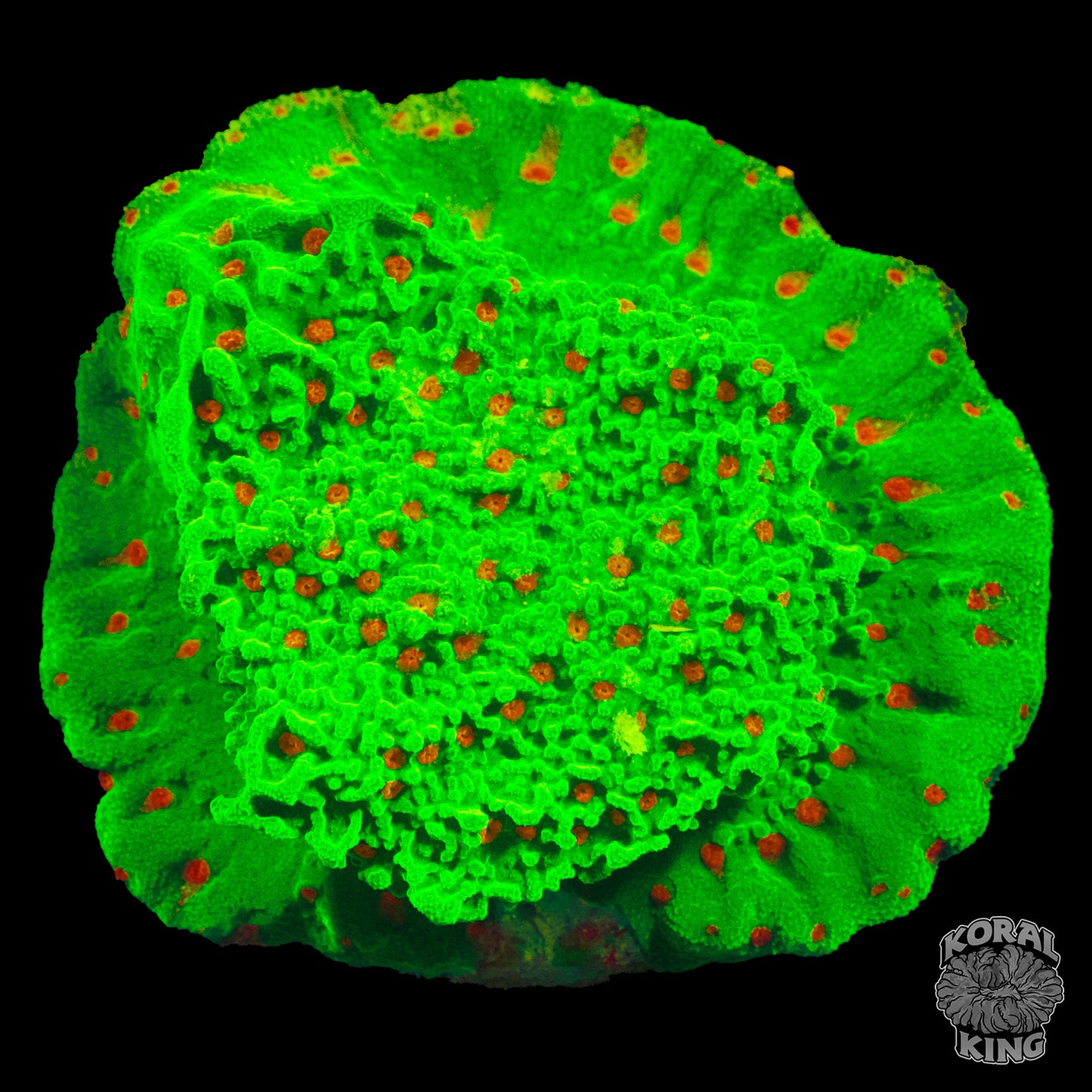 Seasons Greetings Montipora