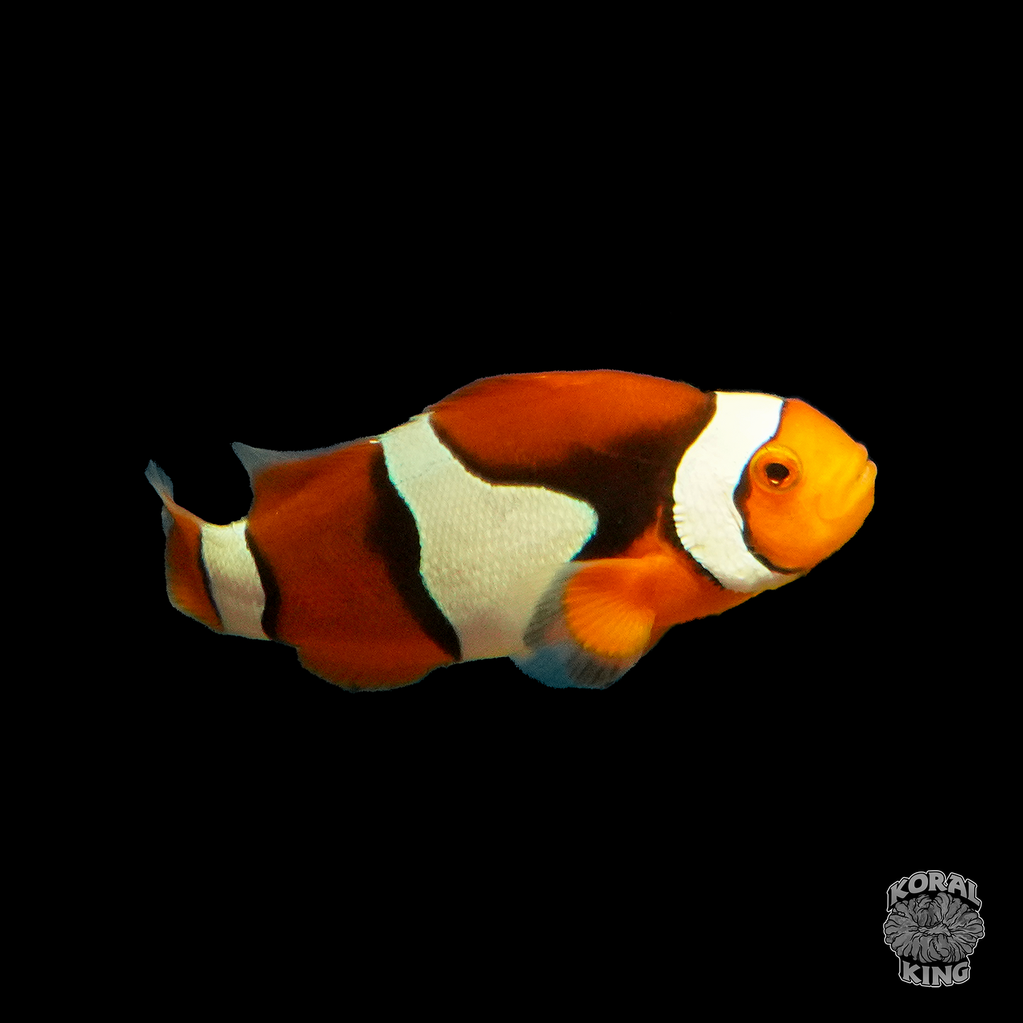 Semi Onyx Clownfish - Koral King