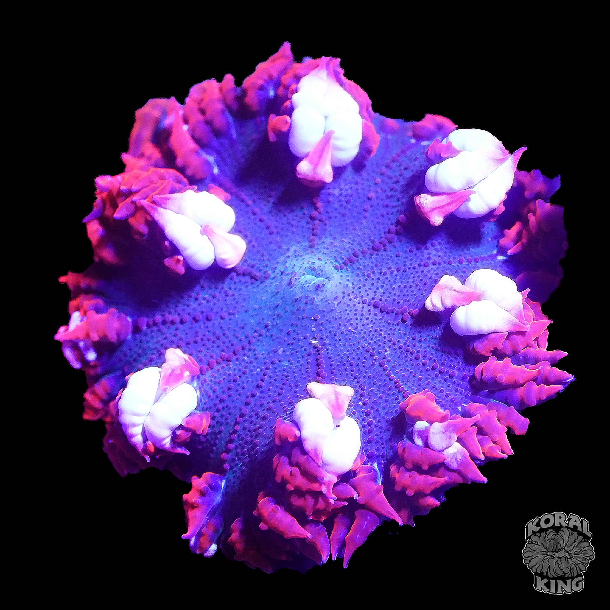 Flower Petal Rocks Shrimp Petal Rock Flower – Koral King