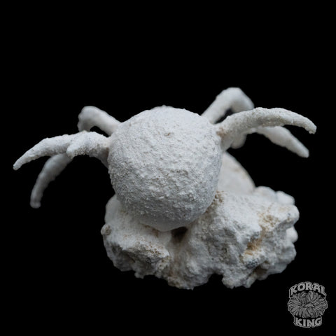 Spider Rock Decor