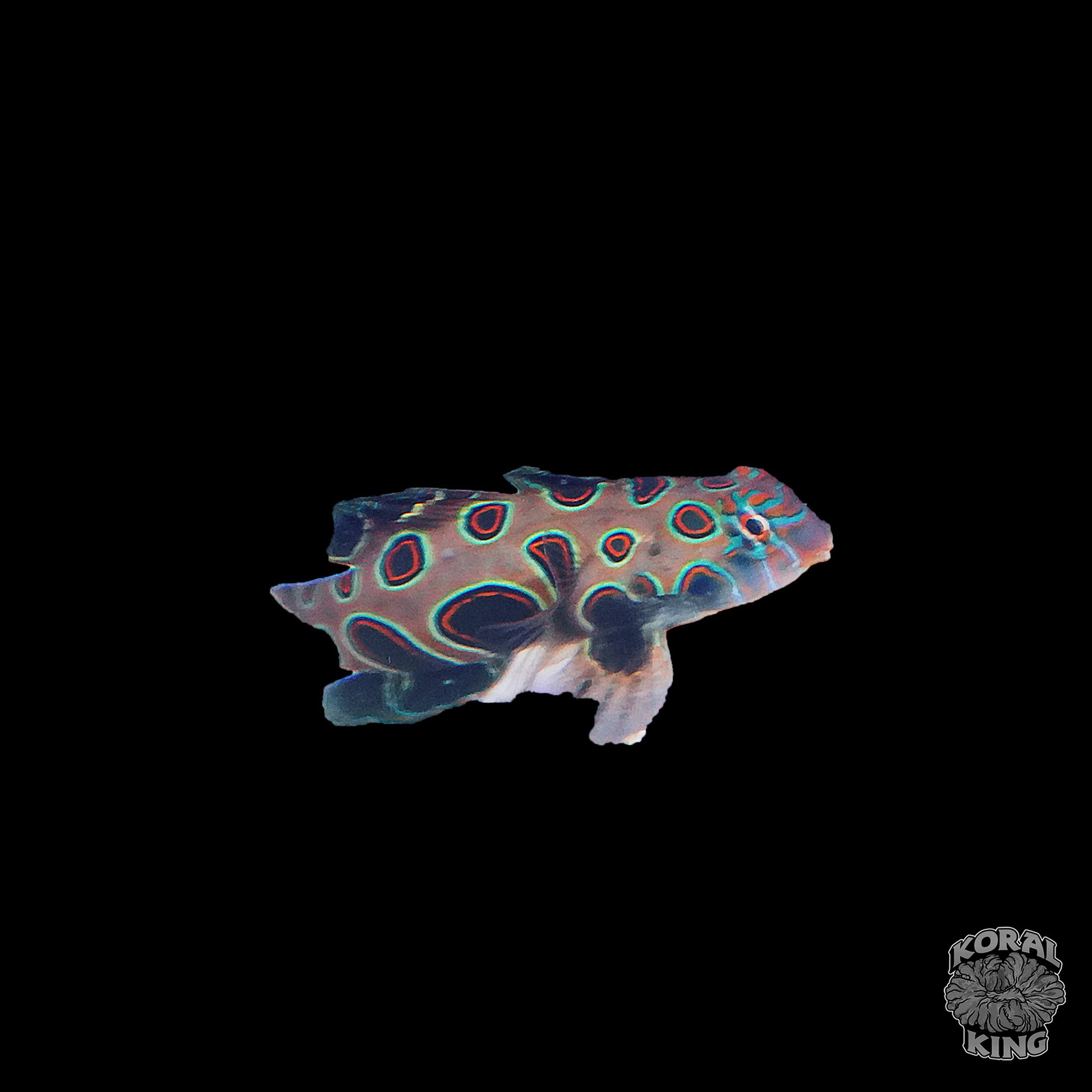 Spotted Mandarin Dragonet - Koral King