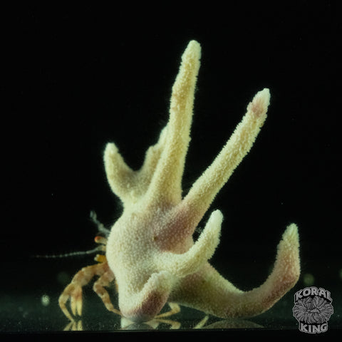 Staghorn Crab