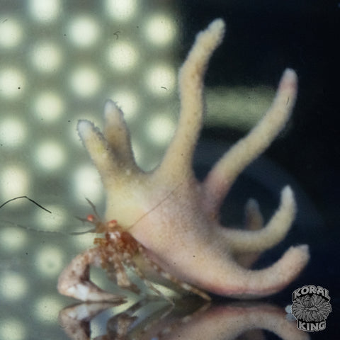 Staghorn Crab