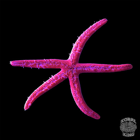 Red Linkia Starfish